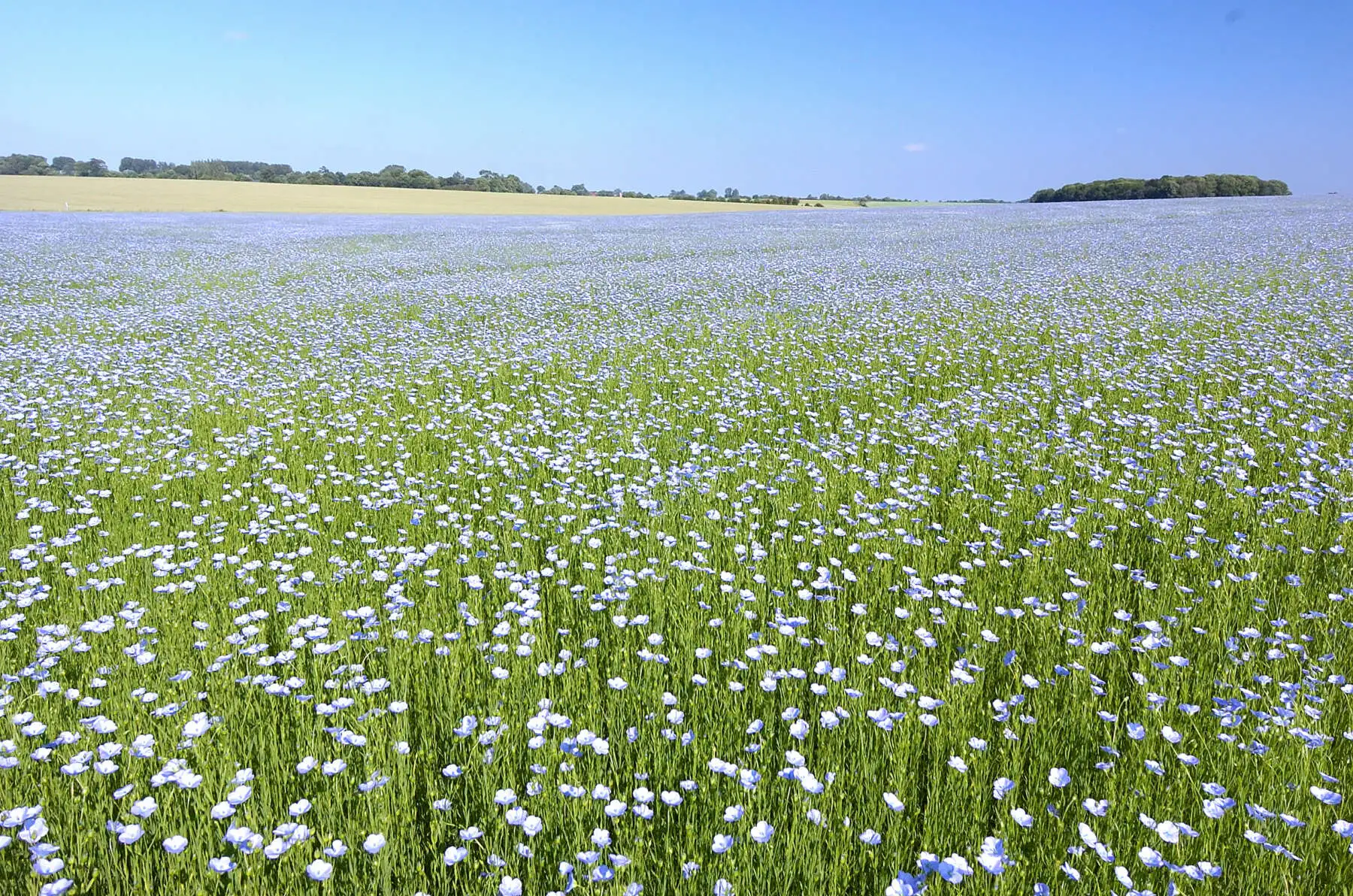 Etikashion 46 champs de lin